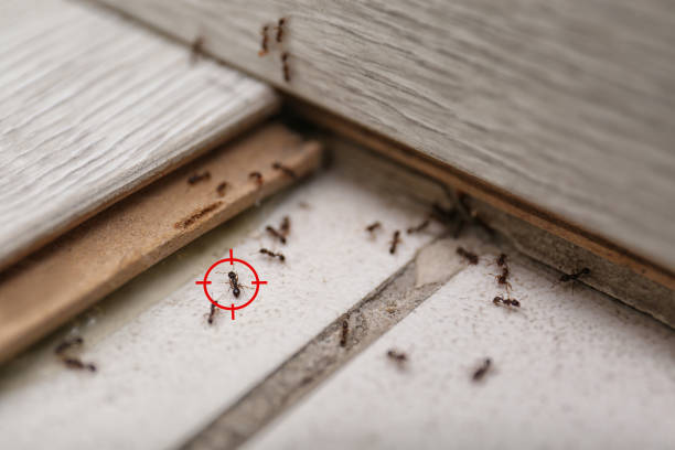 Best Mosquito Control Services  in Montpelier, OH