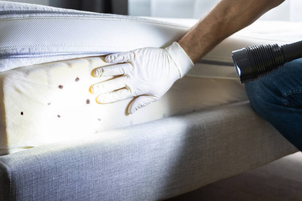Best Termite Control Services  in Montpelier, OH